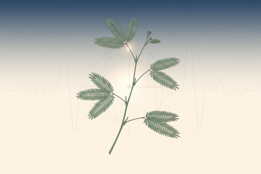 Bitkilerin Gizli Uyku Yaşamı: Darwin'in "Uyuyan Yaprakları" ve Mimosa Pudica